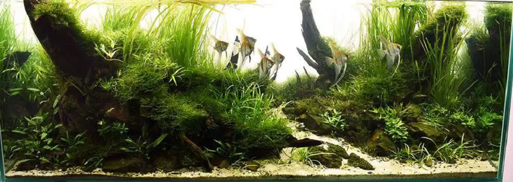 Step by step progression IAPLC 2018 Rank 22 - Moonsoon