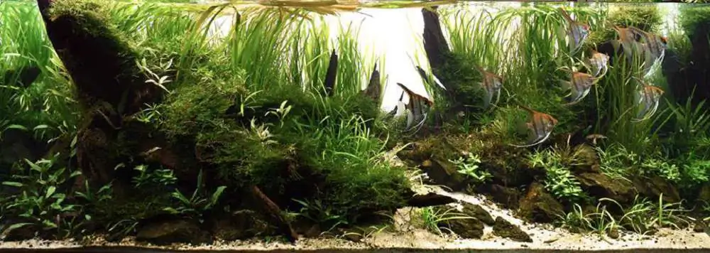 Step by step progression IAPLC 2018 Rank 22 - Moonsoon