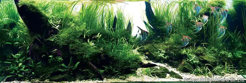 Step by step progression IAPLC 2018 Rank 22 - Moonsoon