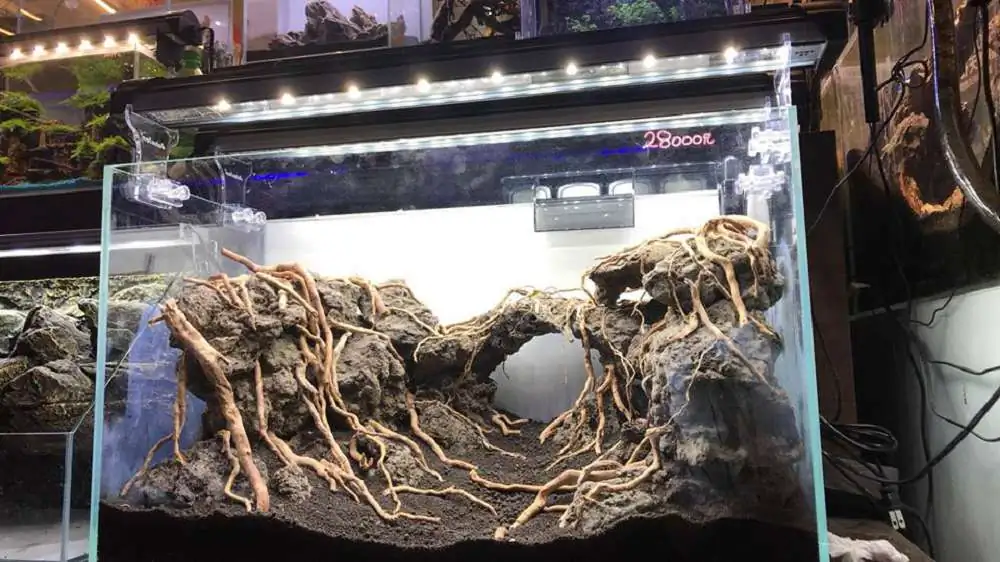 Step by step progression IAPLC 2018 Rank 23