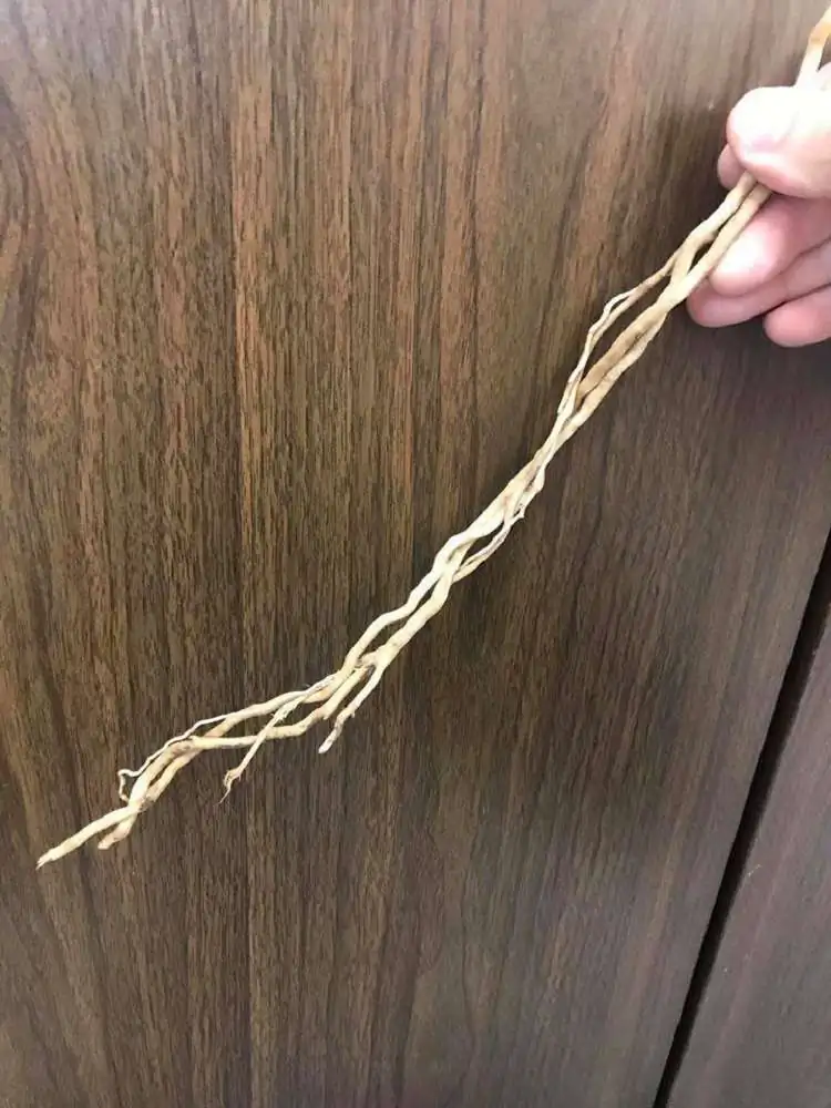 Step by step progression IAPLC 2018 Rank 23