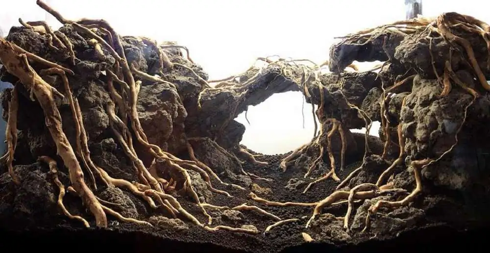 Step by step progression IAPLC 2018 Rank 23