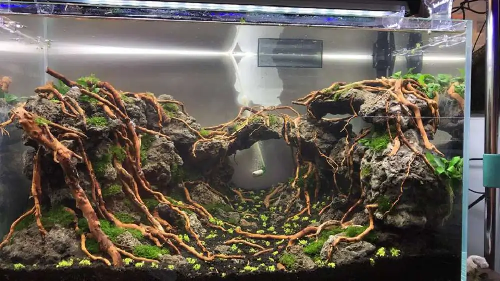 Step by step progression IAPLC 2018 Rank 23