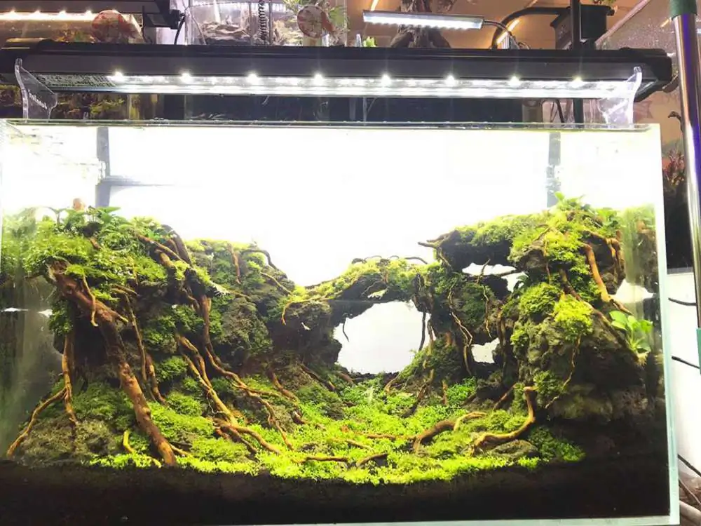 Step by step progression IAPLC 2018 Rank 23