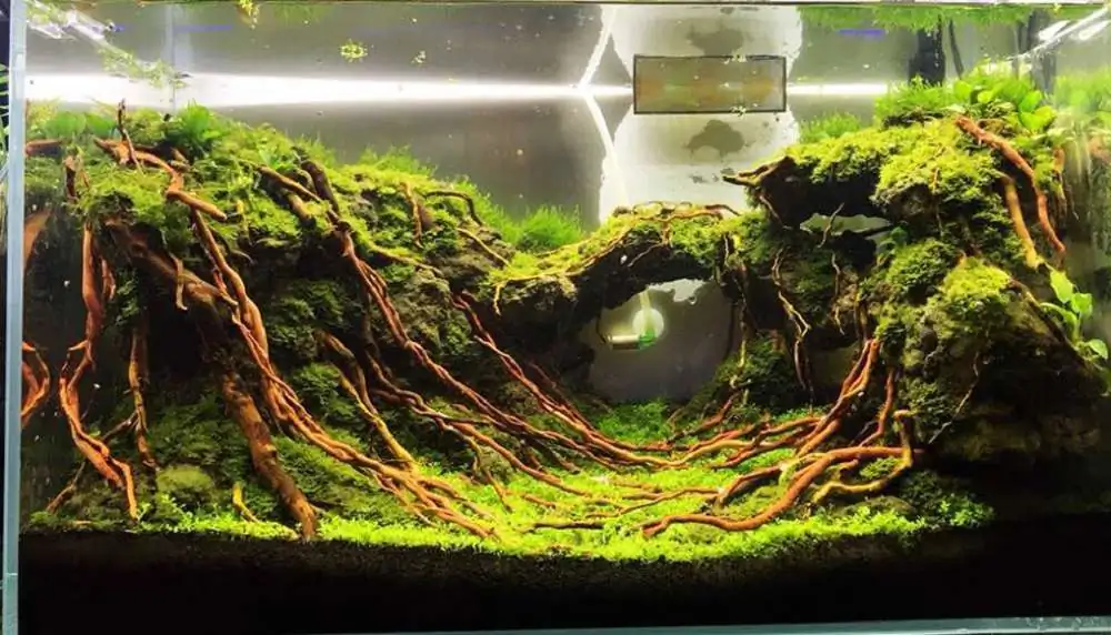 Step by step progression IAPLC 2018 Rank 23