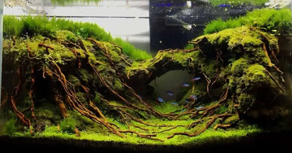 Step by step progression IAPLC 2018 Rank 23