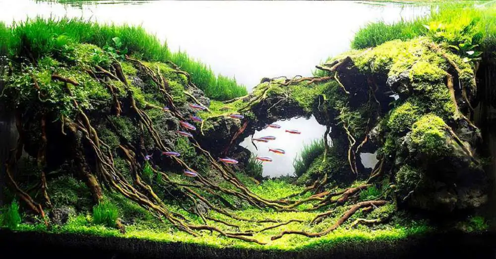 Step by step progression IAPLC 2018 Rank 23