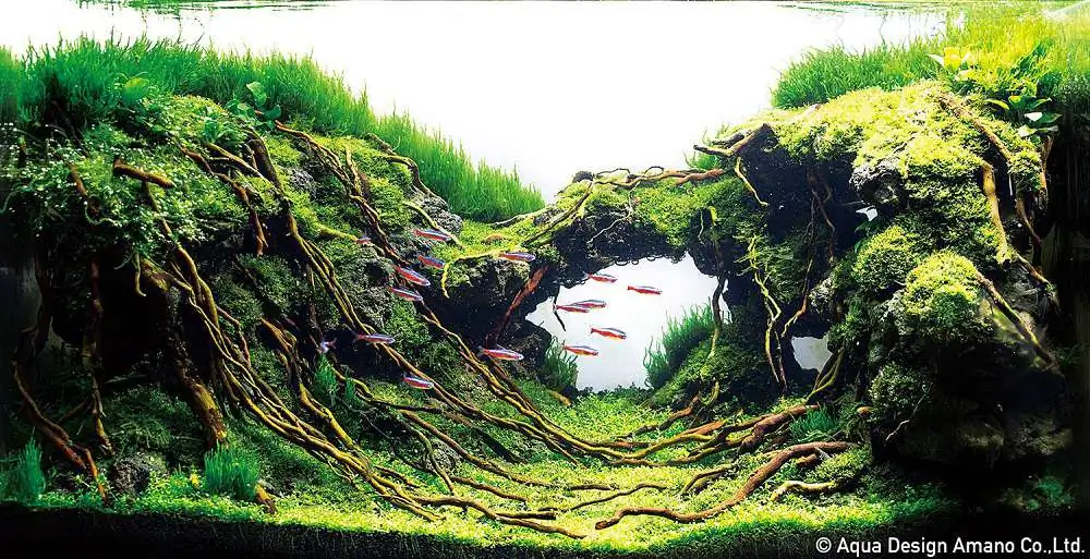 Step by step progression IAPLC 2018 Rank 23