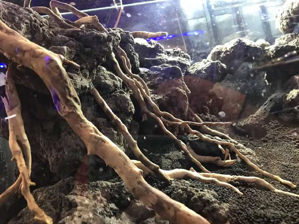 Step by step progression IAPLC 2018 Rank 23