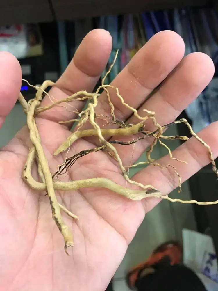 Step by step progression IAPLC 2018 Rank 23