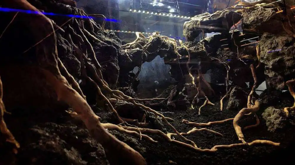 Step by step progression IAPLC 2018 Rank 23