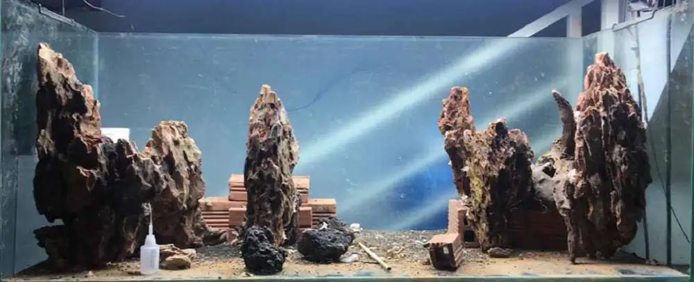 Step by step progression IAPLC 2018 Rank 70 - Pristine world