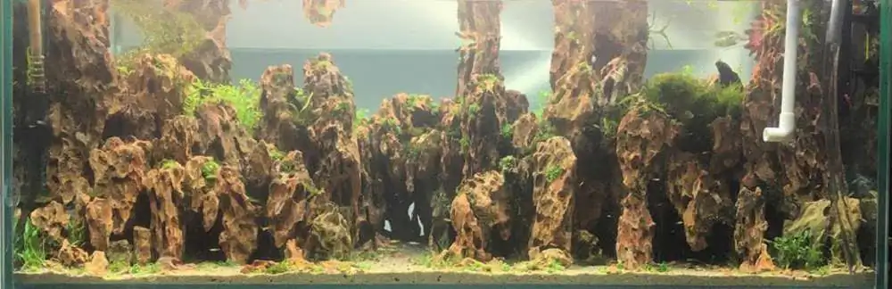 Step by step progression IAPLC 2018 Rank 70 - Pristine world