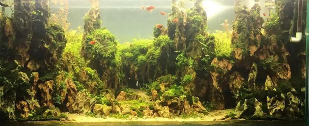 Step by step progression IAPLC 2018 Rank 70 - Pristine world