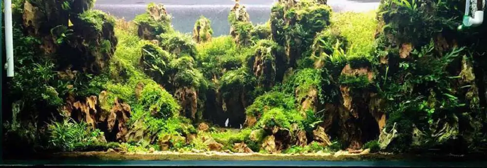 Step by step progression IAPLC 2018 Rank 70 - Pristine world