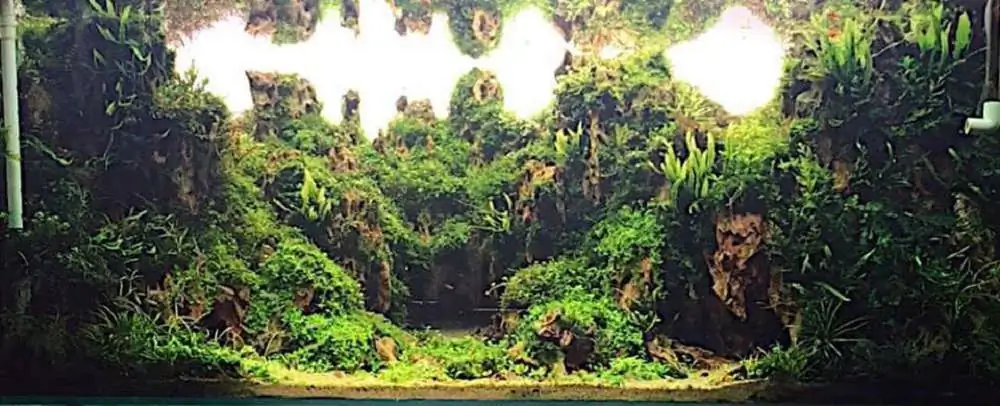 Step by step progression IAPLC 2018 Rank 70 - Pristine world