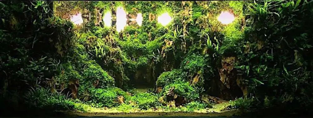 Step by step progression IAPLC 2018 Rank 70 - Pristine world