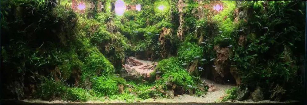 Step by step progression IAPLC 2018 Rank 70 - Pristine world