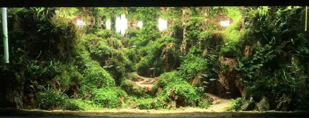 Step by step progression IAPLC 2018 Rank 70 - Pristine world