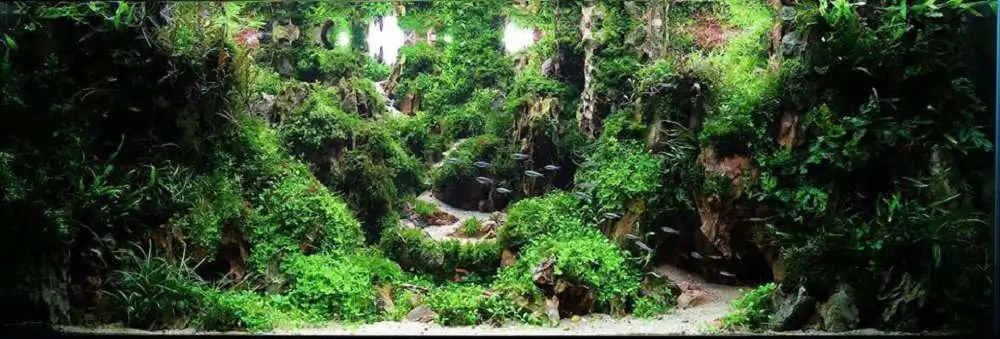 Step by step progression IAPLC 2018 Rank 70 - Pristine world