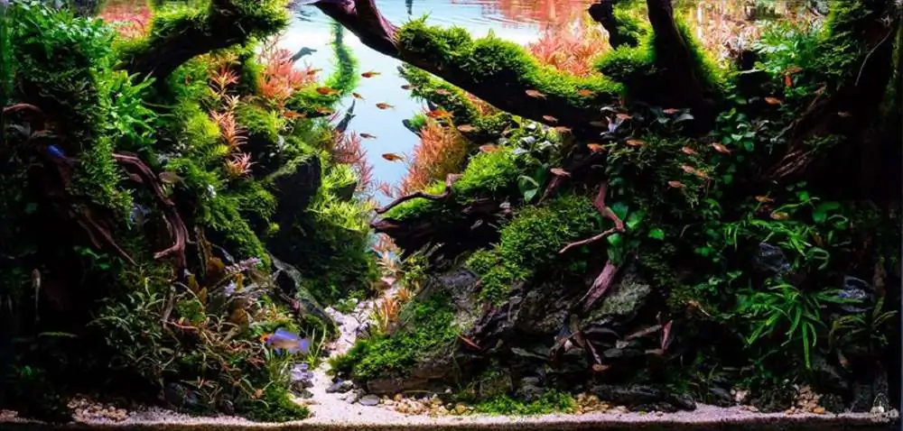 Step by step progression IAPLC 2018 Rank 77 - Ascension