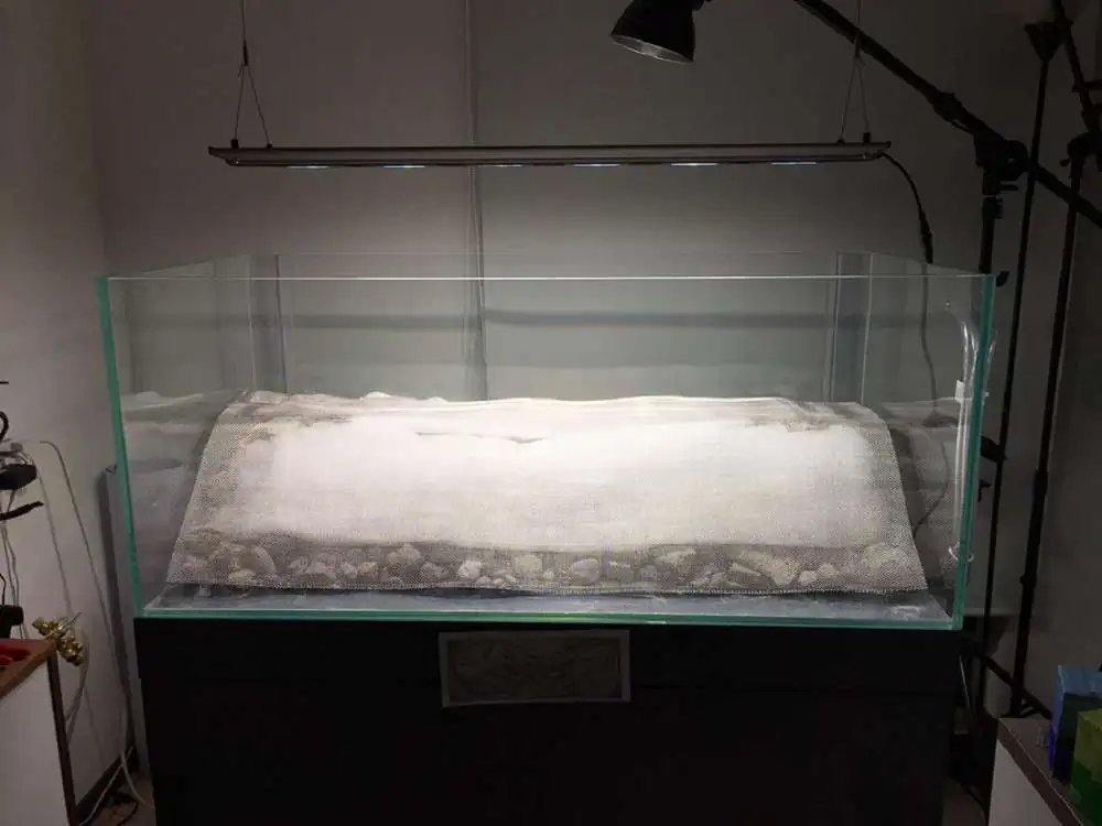 Step by step progression IAPLC 2018 Rank 88 - Delirium 