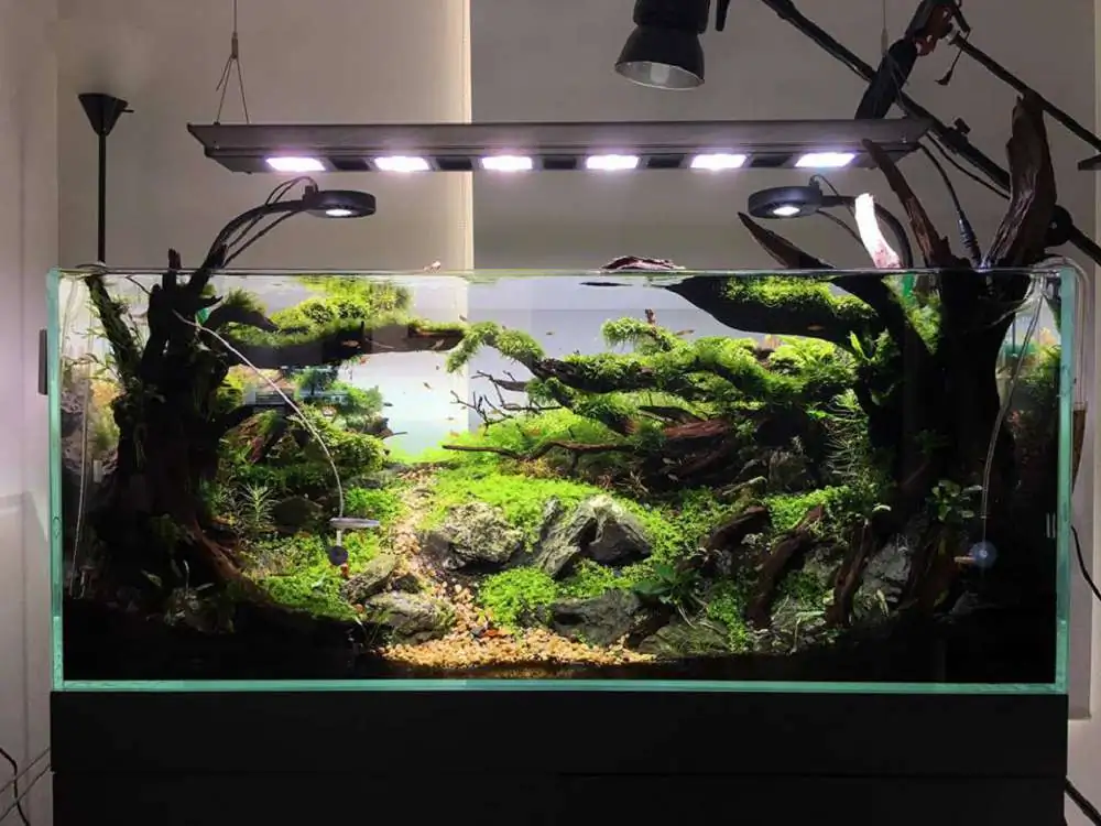 Step by step progression IAPLC 2018 Rank 88 - Delirium 