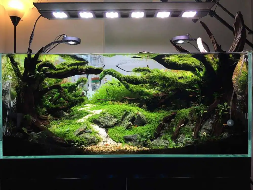 Step by step progression IAPLC 2018 Rank 88 - Delirium 