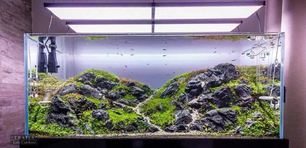 Step by step progression IAPLC 2018 Rank 92 - Trails