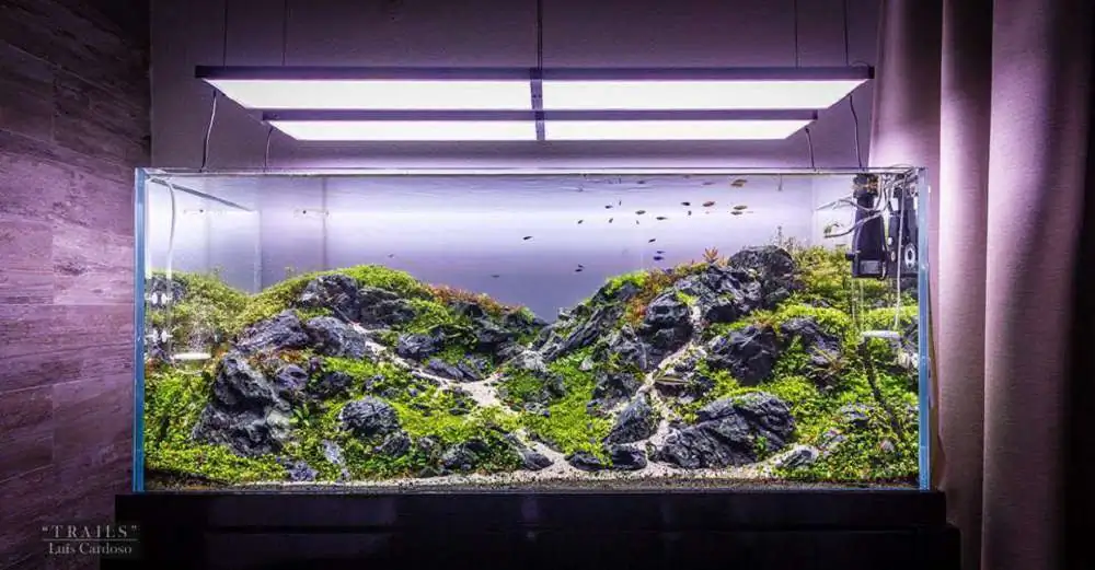 Step by step progression IAPLC 2018 Rank 92 - Trails