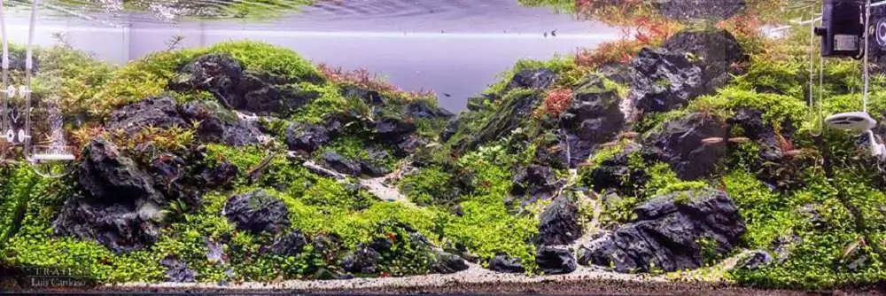 Step by step progression IAPLC 2018 Rank 92 - Trails