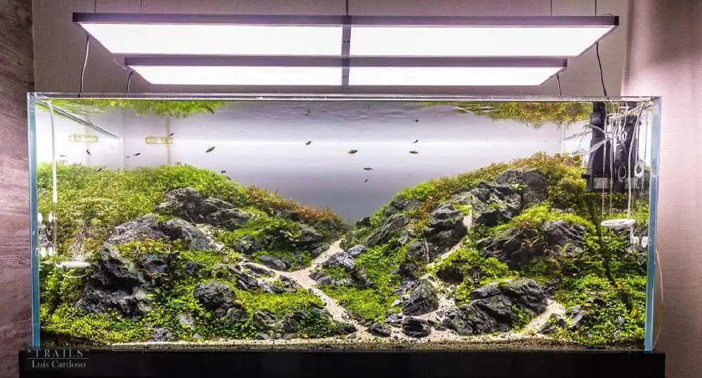 Step by step progression IAPLC 2018 Rank 92 - Trails