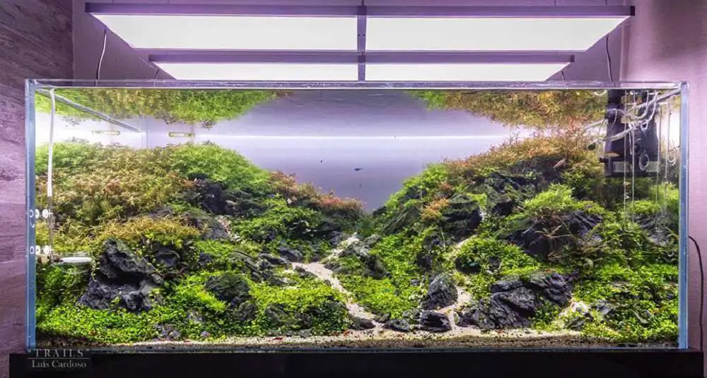 Step by step progression IAPLC 2018 Rank 92 - Trails