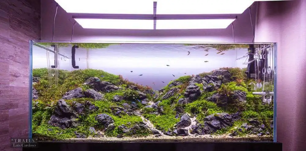 Step by step progression IAPLC 2018 Rank 92 - Trails