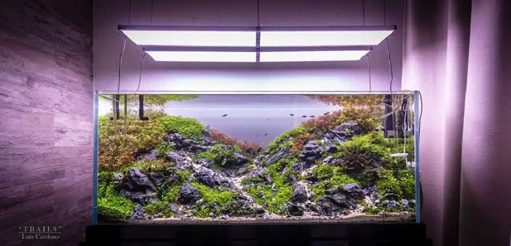 Step by step progression IAPLC 2018 Rank 92 - Trails