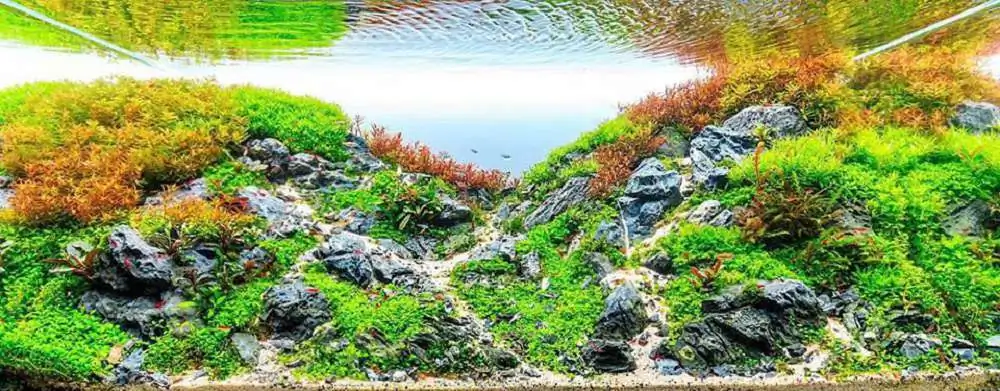 Step by step progression IAPLC 2018 Rank 92 - Trails