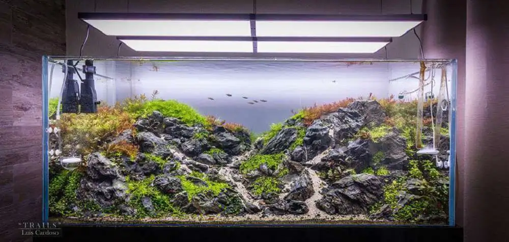 Step by step progression IAPLC 2018 Rank 92 - Trails