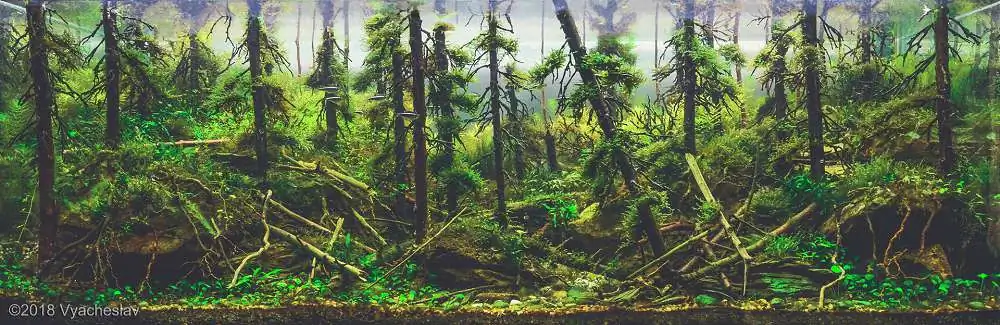 Step by step progression IAPLC 2018 Rank 94 - Morning in the taiga Step by step progression IAPLC 2018 Rank 94 - Morning in the taiga