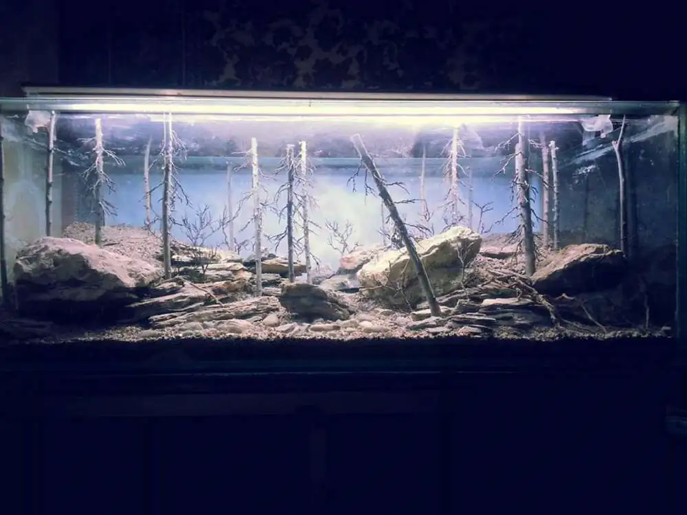 Step by step progression IAPLC 2018 Rank 94 - Morning in the taiga Step by step progression IAPLC 2018 Rank 94 - Morning in the taiga