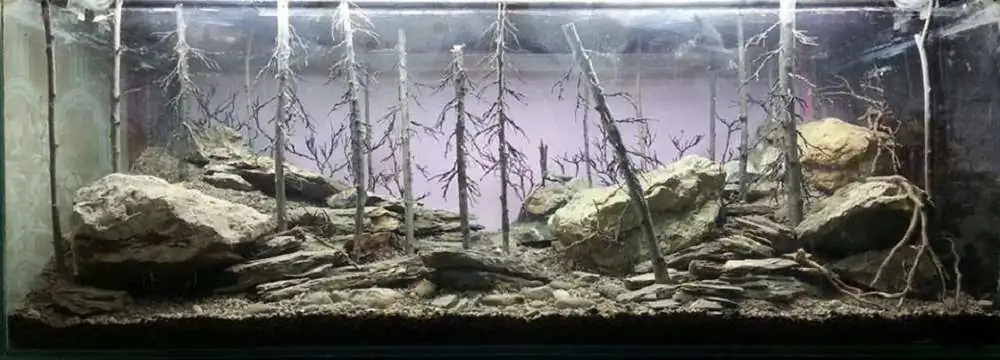 Step by step progression IAPLC 2018 Rank 94 - Morning in the taiga Step by step progression IAPLC 2018 Rank 94 - Morning in the taiga