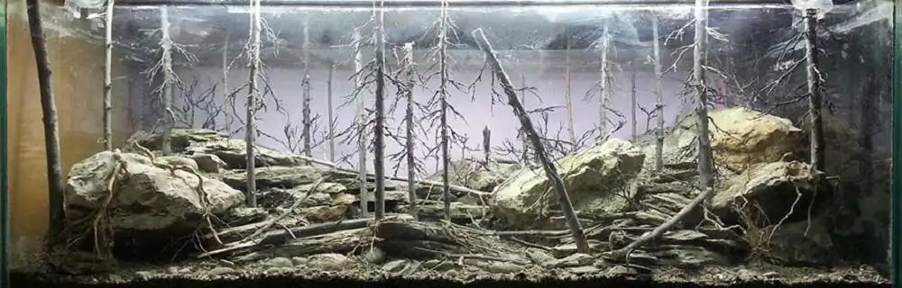 Step by step progression IAPLC 2018 Rank 94 - Morning in the taiga Step by step progression IAPLC 2018 Rank 94 - Morning in the taiga