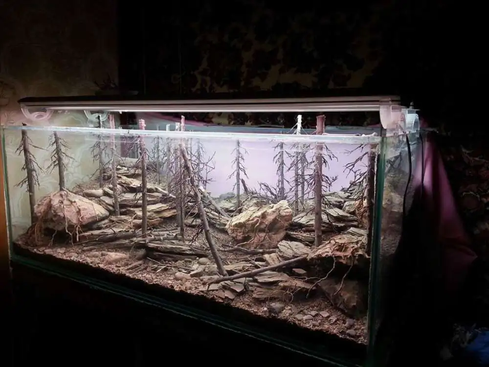 Step by step progression IAPLC 2018 Rank 94 - Morning in the taiga Step by step progression IAPLC 2018 Rank 94 - Morning in the taiga