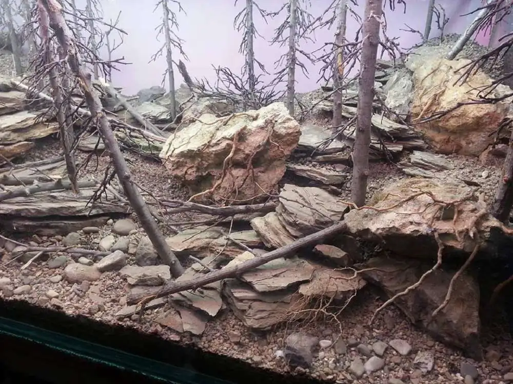 Step by step progression IAPLC 2018 Rank 94 - Morning in the taiga Step by step progression IAPLC 2018 Rank 94 - Morning in the taiga