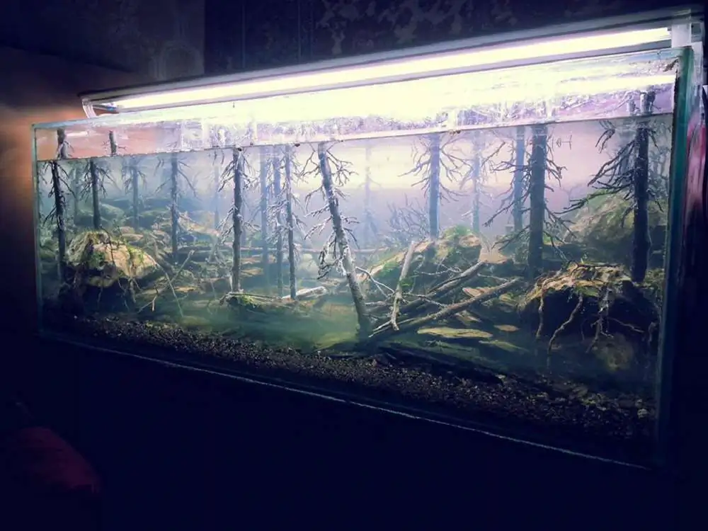 Step by step progression IAPLC 2018 Rank 94 - Morning in the taiga Step by step progression IAPLC 2018 Rank 94 - Morning in the taiga