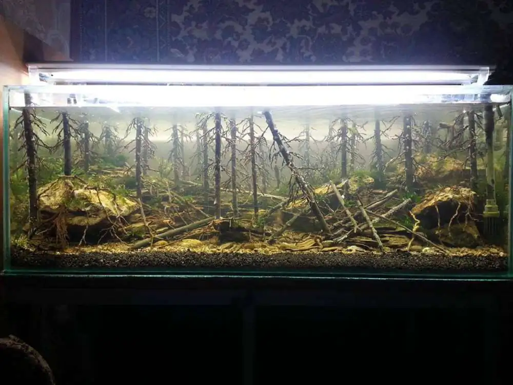 Step by step progression IAPLC 2018 Rank 94 - Morning in the taiga Step by step progression IAPLC 2018 Rank 94 - Morning in the taiga