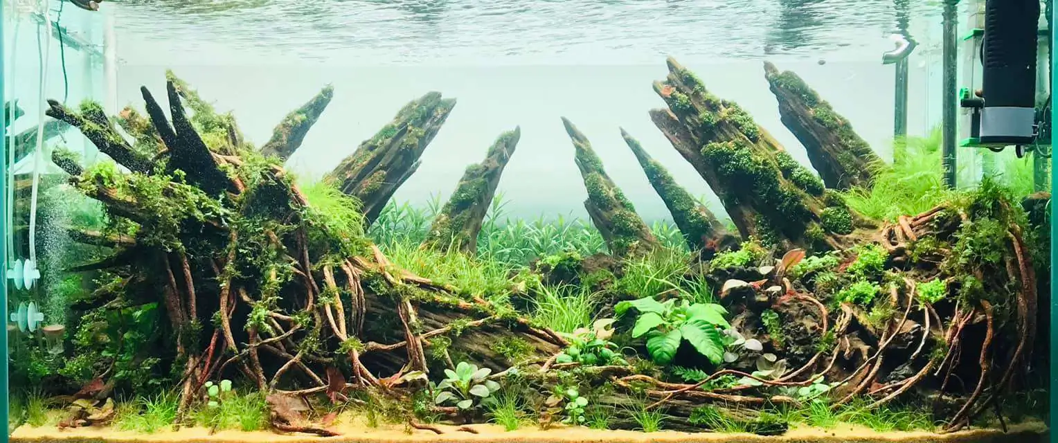 Step by step progression IAPLC 2020 Rank 169 - Blend into the Nature