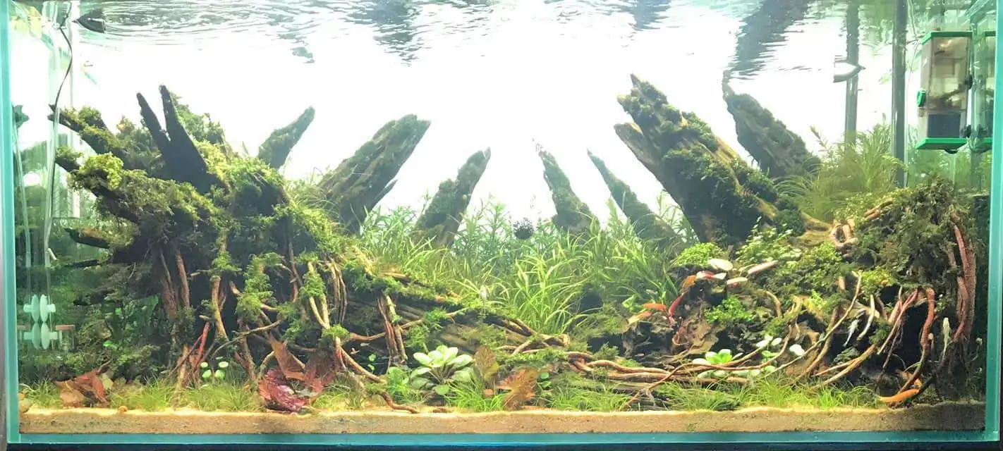 Step by step progression IAPLC 2020 Rank 169 - Blend into the Nature