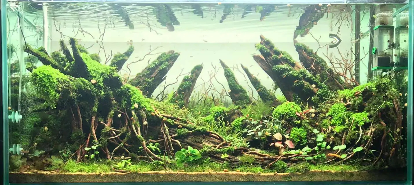 Step by step progression IAPLC 2020 Rank 169 - Blend into the Nature