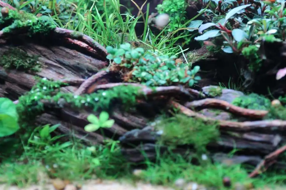 Step by step progression IAPLC 2020 Rank 169 - Blend into the Nature