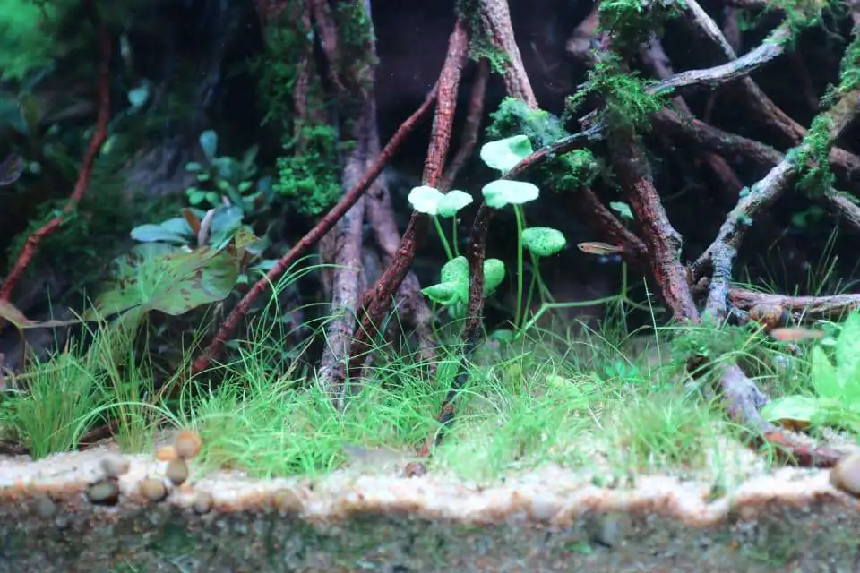 Step by step progression IAPLC 2020 Rank 169 - Blend into the Nature